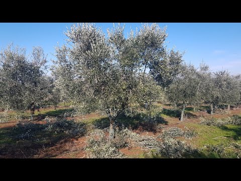 OLIVE TREE "VASO LIBERO ZARAGOZA" PRODUCTION PRUNING
