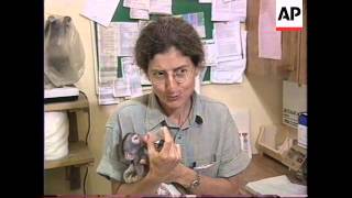 SOUTH AFRICA: CROW REHABILITATION CENTRE HOME FOR BABY MONKEYS