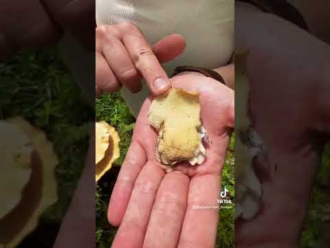 Pheasant Back Mushrooms. 🍄