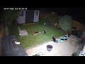 Hikvision ColorVu 4MP CCTV camera night time quality. Cats & fox interaction. Felpham, Bognor Regis.