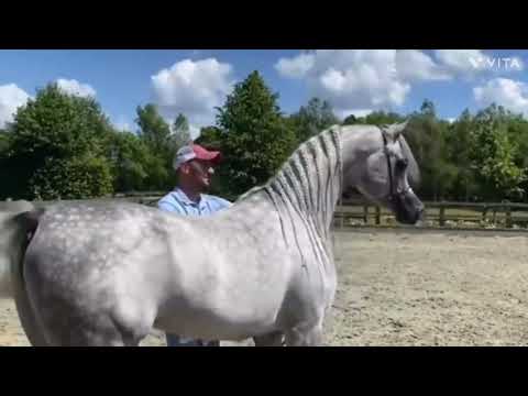 بطل العالم الفحل اي كي اس فراج  #horseriding #horse #shorts