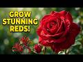 30 Great Red Roses For Your Garden