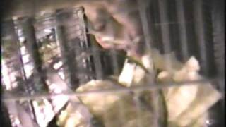 48 hours - Pretty Boy Floyd, home video