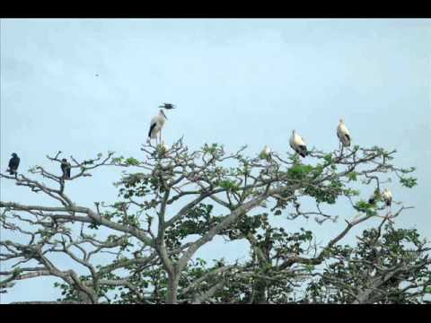 Nelson Morales Clásicos Inolvidables