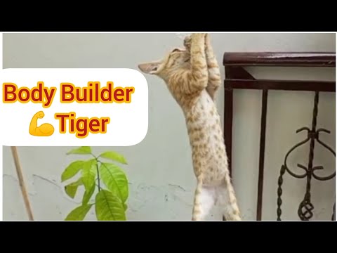 Meet My Body Builder 💪Tiger#Danyal's Vlogs #catslovers #bodybuildercats#vlog