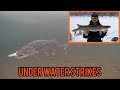 Video Thumbnail for CROOKED LAKE APEX PREDATORS | 1000 SUBSCRIBER STREAMSIDE GIVEAWAY!!