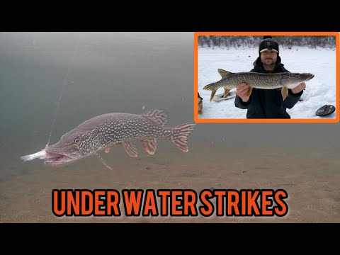 CROOKED LAKE APEX PREDATORS | 1000 SUBSCRIBER STREAMSIDE GIVEAWAY!!