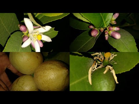 Record yield of Citron lime/heralekai on terrace garden in a container( 15 + fruits and 15+ flowers)