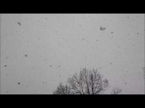 Documenting Wet Snow Flakes