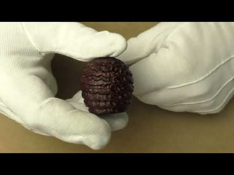 Former Small Apple Tan - pipe 291