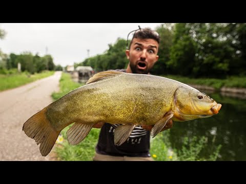 Das ist eine Schleie! 🤯