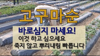 고구마순 바로 심지 마세요 이것 하고 심으세요 죽지 않고 뿌리내림 빠릅니다