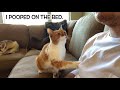 Ignoring My Cat THIS IS WHAT HAPPENS