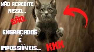 GATOS ENGRAADOS E IMPOSSVEIS... NO ACREDITE NISSO... KKK
