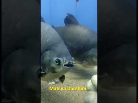 Matsya Darshini #beach #vizag #youtubeshorts