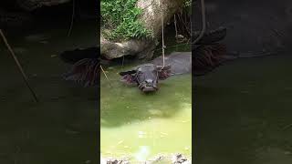 Download lagu Ganito maligo ang kalabawπ chewing while sleeping in the water #carabao #bathing #animalshorts mp3 Download lagu Ganito maligo ang kalabawπ chewing while sleeping in the water #carabao #bathing #animalshorts mp3