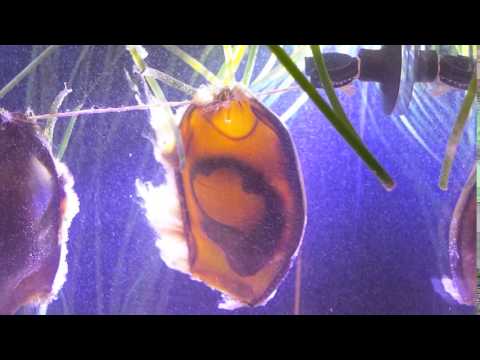 17.3.2016: Bambushai "Caro" bewegt sich