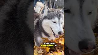 3 Huskies. 1 Giant Pile of Leaves. 100% Chaos.