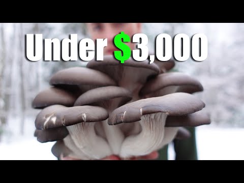 Starting A Small Scale Mushroom Farm