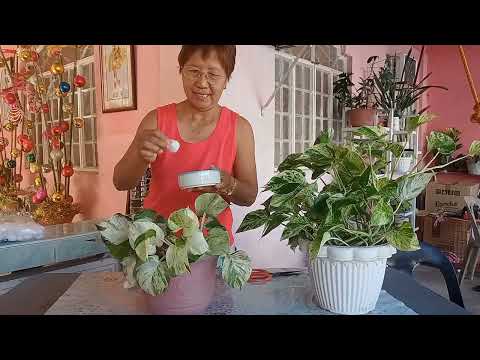 HOW TO MAKE YOUR PLANT LEAVES SHINY (MANJULA & MARBLE QUEEN POTHOS)