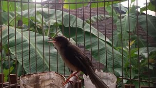 Download lagu Suara burung Klik Klik jantan memanggil betina mp3