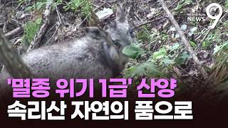 "자연의 품으로"…'멸종위기 1급' 산양 6마리 속리산에 방사 [뉴스9]
