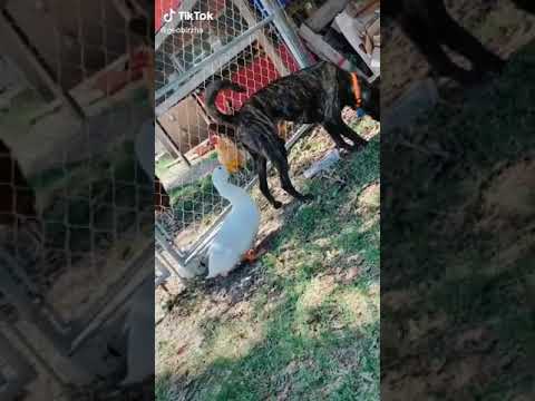 หมา vs เป็ด