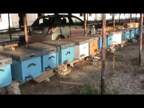 Quick inspection of the apiary by "Bio Stupi - Ioan Ursu," including the pastoral versions