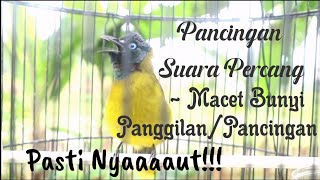 Download lagu Suara Pancingan Percang Bahan, Males Bunyi & Terapi Harian. Dijamin Auto Nyaaaaut !!!! mp3