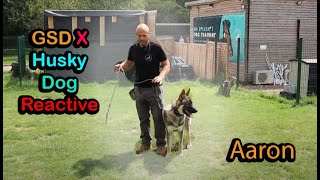 German Shepherd Husky Mix - Dog Reactive