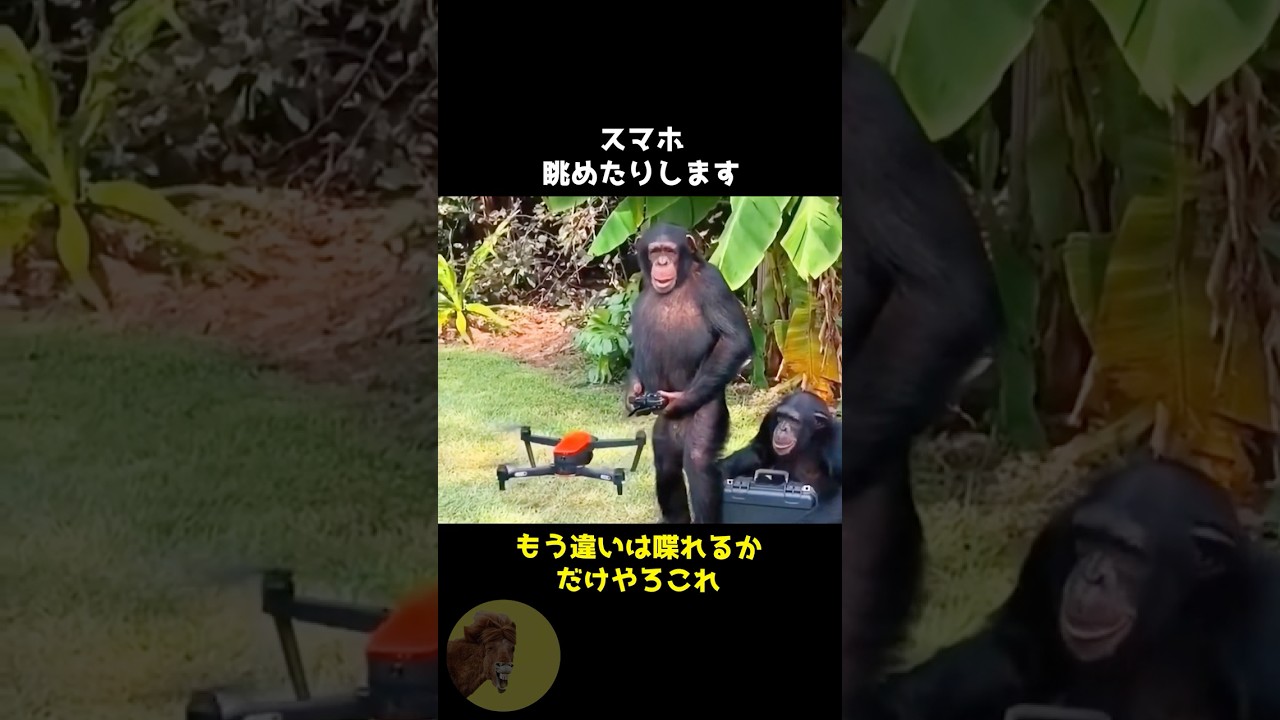 近い将来、地球は猿の惑星になるかもしれない..🌏🐒 #動物 #雑学 #豆知識 #チンパンジー #サル