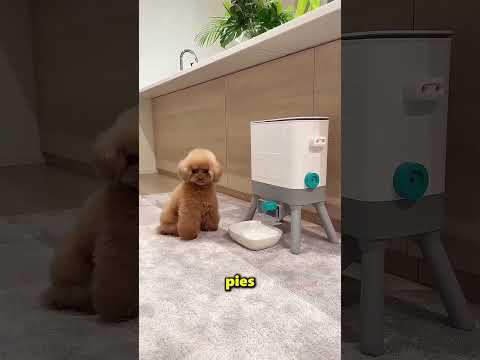 Ten pies jest taki mądry 🤩