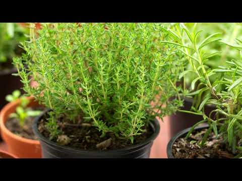 Diese Kräuter gedeihen prima auf einem schattigen Balkon