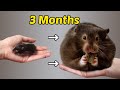How Big Can Hamster Get In 3 Months