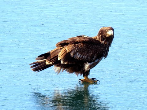 Juvenile Bald Eagle