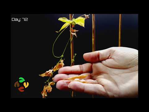 Harvesting Beans Time Lapse | Bean Pod