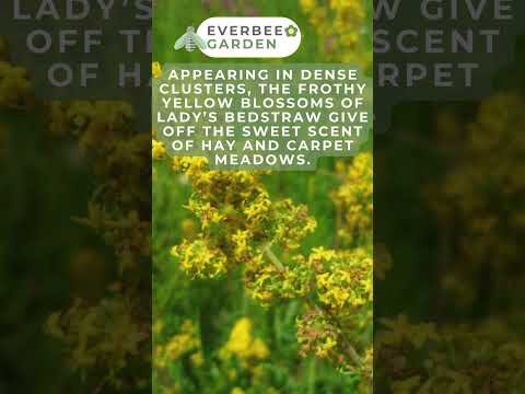 CHELSEA SPECIAL - Company Focus - Kent Wildflower Seeds - Lady's Bedstraw | EVERBEE GARDEN