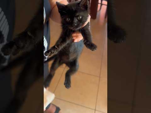 Ταΐζουμε τη γατούλα 🐈‍⬛ #andriana #cat