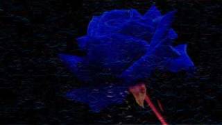 Rose Without A Thorn