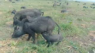 Biggest building pig Grazing most likely animal pig