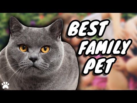 Are British Shorthair Cats The Best Family Friendly Pets?