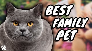 Are British Shorthair Cats The Best Family Friendly Pets?