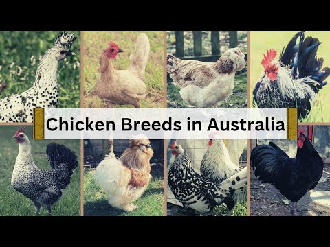 , title : 'Different Types of Chicken Breeds in Australia 🐓🇭🇲 with their Characterisation in English Subtitles'