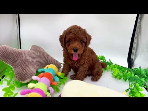 子犬の動画