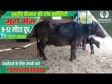 Black murrah buffalo