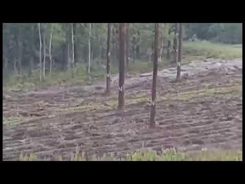 Wilk w Puszczy Kozienickiej