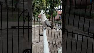 Download lagu Burung Lovebird Biola Move Euwing...Prospekan Ngekek mp3 Download lagu Burung Lovebird Biola Move Euwing...Prospekan Ngekek mp3
