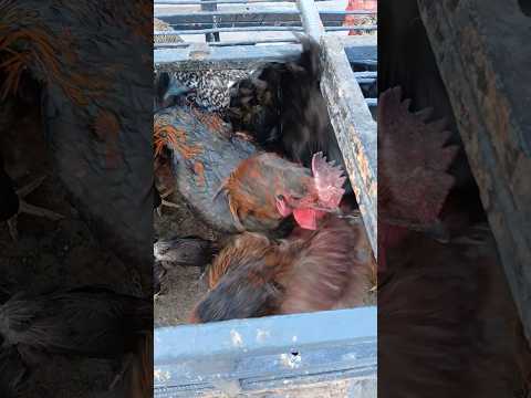 galinha à venda na feira livre em Santana dos Garrotes🐓🐓🐓