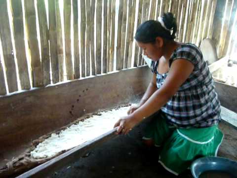 comment soigner yucca