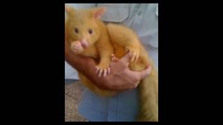 The Possums that steal my attention.